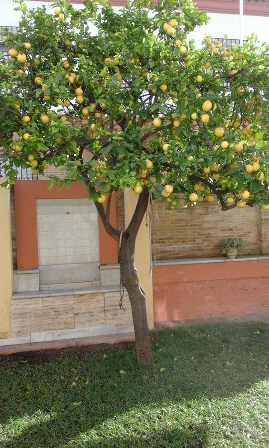 Lemon Garden Hostel Sevilla Exterior photo
